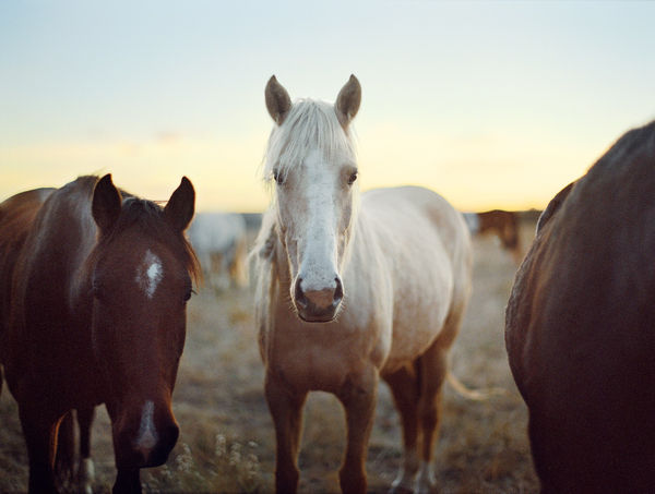 Lisa Candela, Palomino, Black Hills, South Dakota, 2014