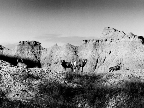 Lisa Candela, Year of the Sheep, Black Hills, South Dakota, 2014