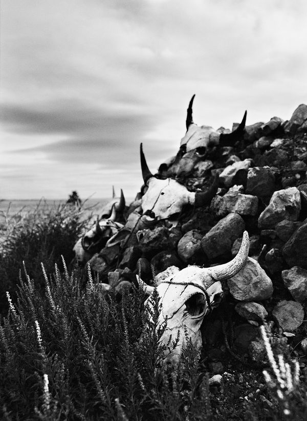 Lisa Candela, Bison Skulls Facing East, Black Hills, South Dakota, 2014