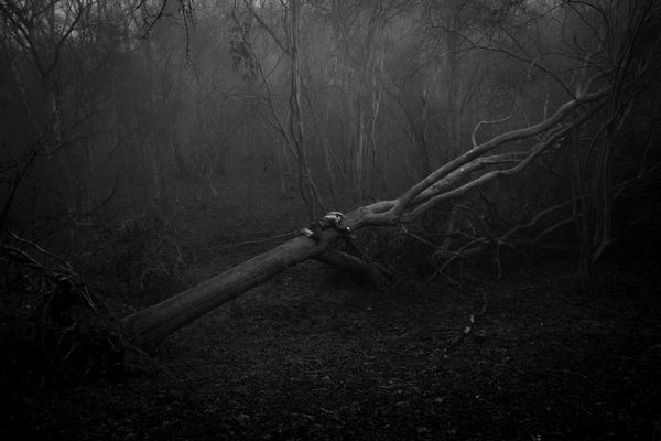 Mathieu Chaze, Tree Hug, 2021