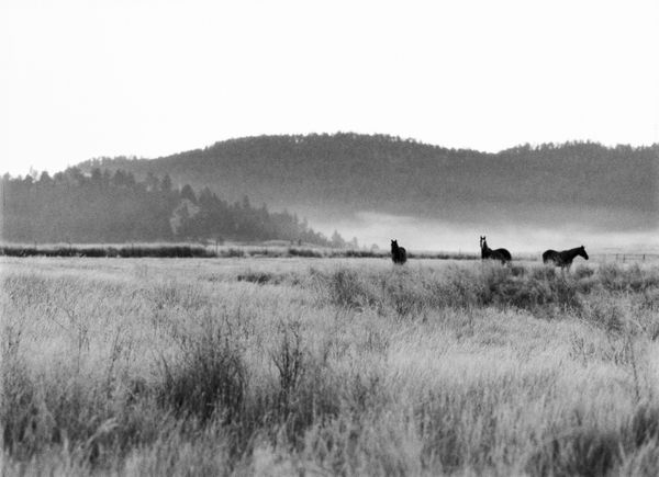 Lisa Candela, Horses in Mist, Black Hills, South Dakota, 2014