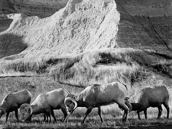 Lisa Candela, Bighorns Grazing, Black Hills, South Dakota, 2014
