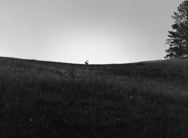 Lisa Candela, Lone Elk, Black Hills, South Dakota, 2014