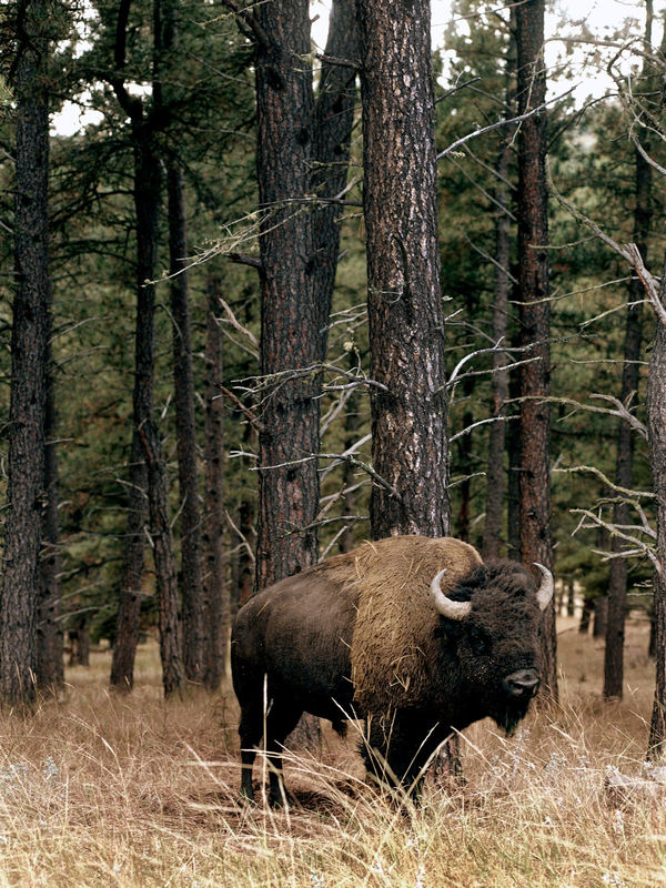 Lisa Candela, Bison Under Pines, Black Hills, South Dakota, 2014