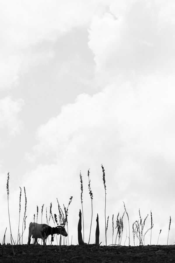 Viki Kollerová, The Menu, 2025