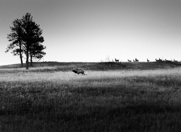 Lisa Candela, Elk Mating, Black Hills, South Dakota, 2014