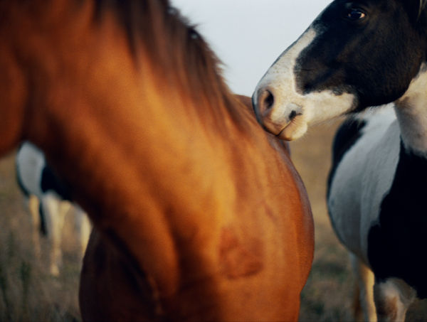 Lisa Candela, The Kiss, Black Hills, South Dakota, 2014