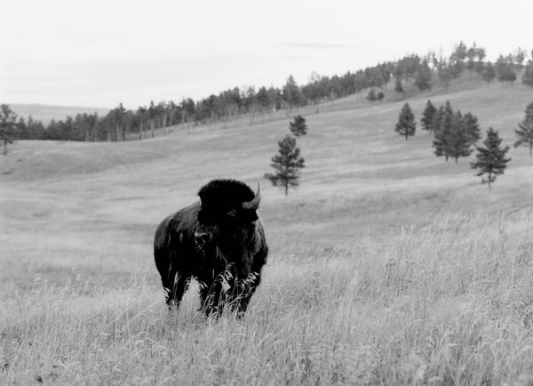 Lisa Candela, Buffalo Richter, Black Hills, South Dakota, 2014