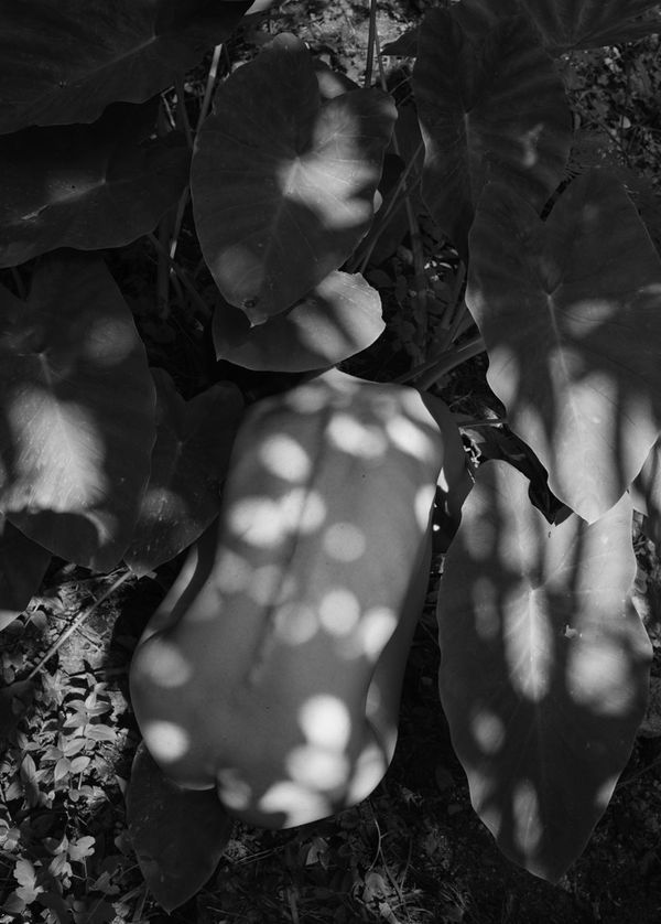 Viki Kollerová, Hearing with Elephant Ears, 2022