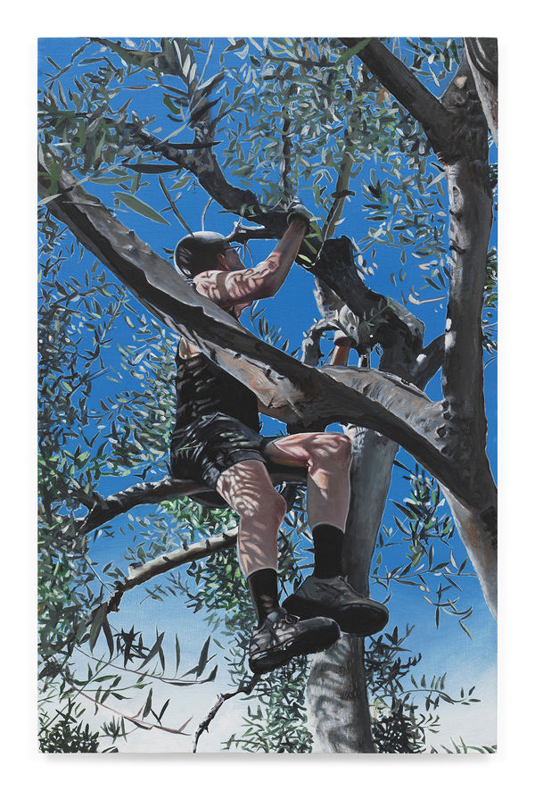 TIM HAWKINSON Olive Tree, 2024 Oil on panel 9 3/4 x 6 1/4 inches 24.8 x 15.9 cm