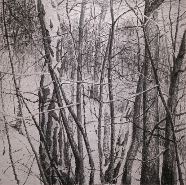 丹．馬諸卡, 《樹林》Forest, 2021