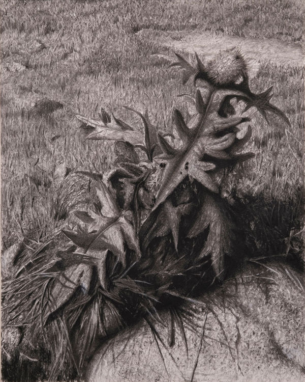 丹．馬諸卡, 《荊棘》Bramble, 2022