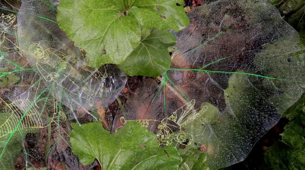 安德利亞・梅達爾, 《未來的大自然》 Nature of the Future, 2024