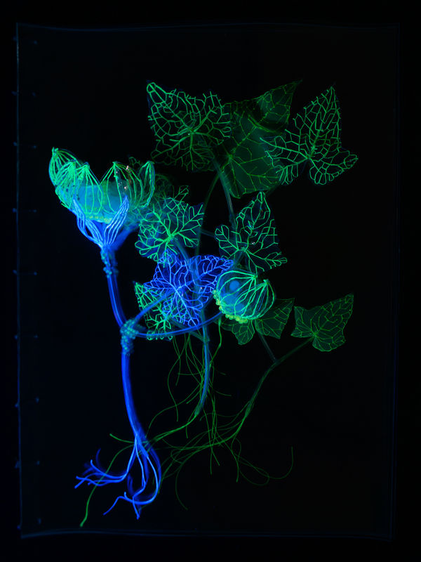 安德利亞・梅達爾, 《未來遺緒中的植物標本集 4》 Herbarium with Plants left over from the Future 4, 2023