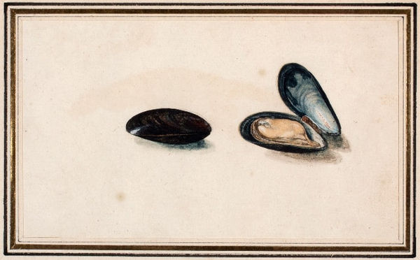 A common edible Mussel (Mytilus edulis Linneaus)