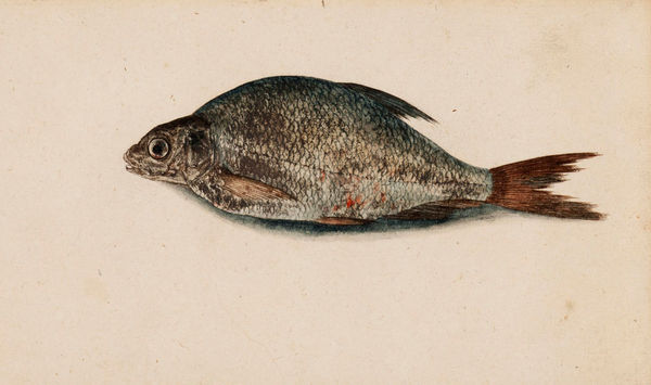 A Bream (Abramis Brama)