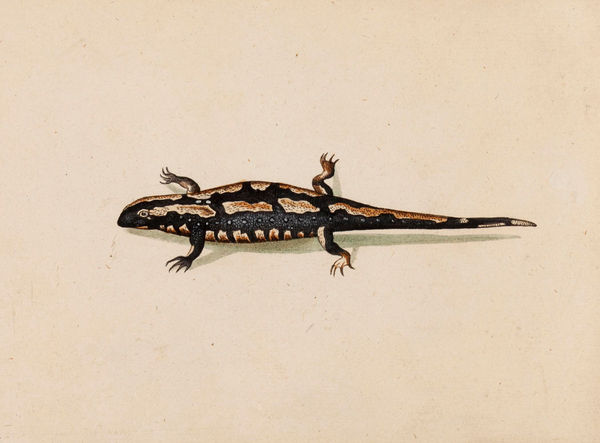 A Spotted Salamander (Salamandra Maculosa)