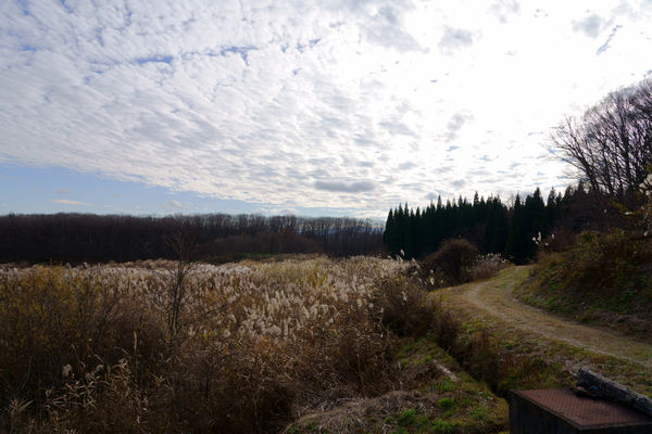 Field in Fukushima