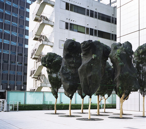 Trees Outside a Department Store My Family Used to Frequent, Tokyo 1999