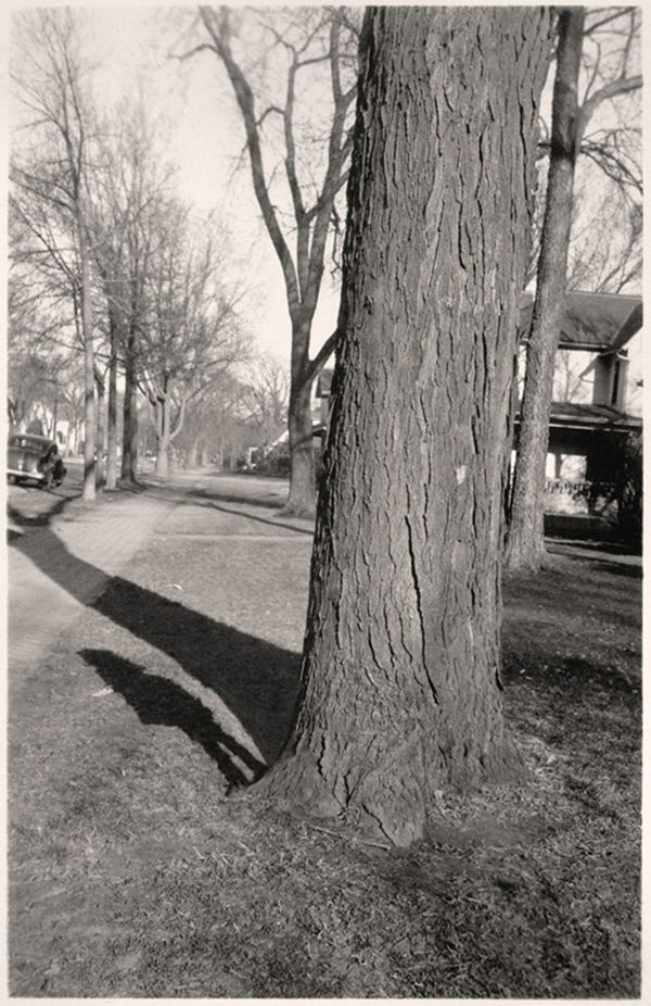Greg Sand, Traces: Girl Standing by Tree