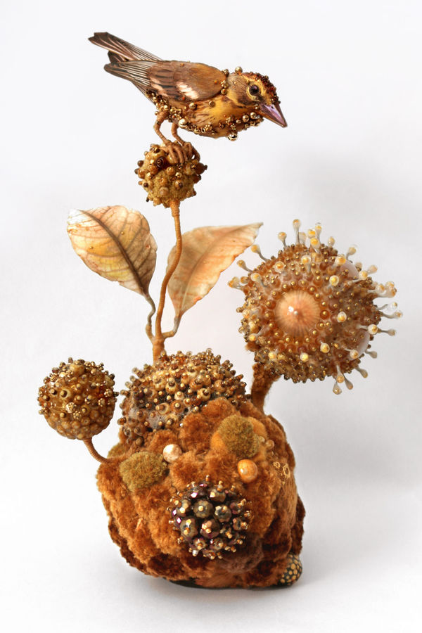 Amy Gross, Palm Warblers Biotope