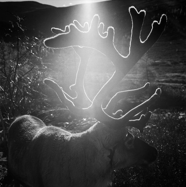 Ronald Patrick, Those who have Reindeer, 2016