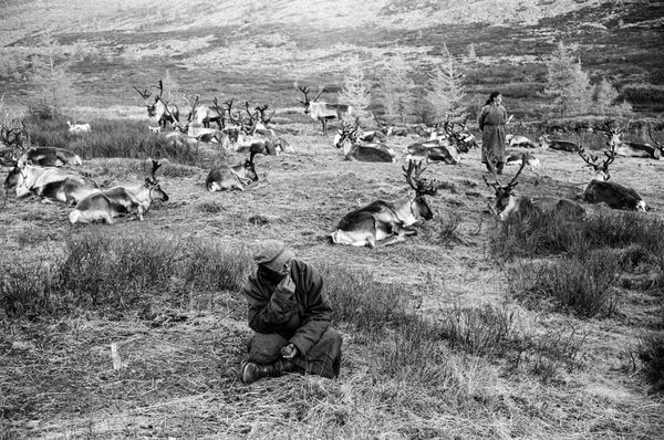 Ronald Patrick, Those who have Reindeer, 2016