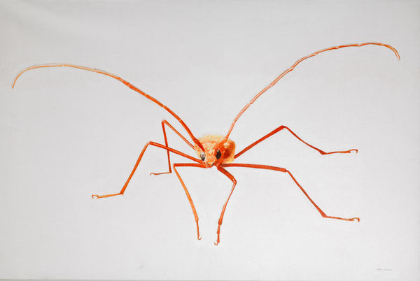 Rodrigo Fabri, Insects, 2009