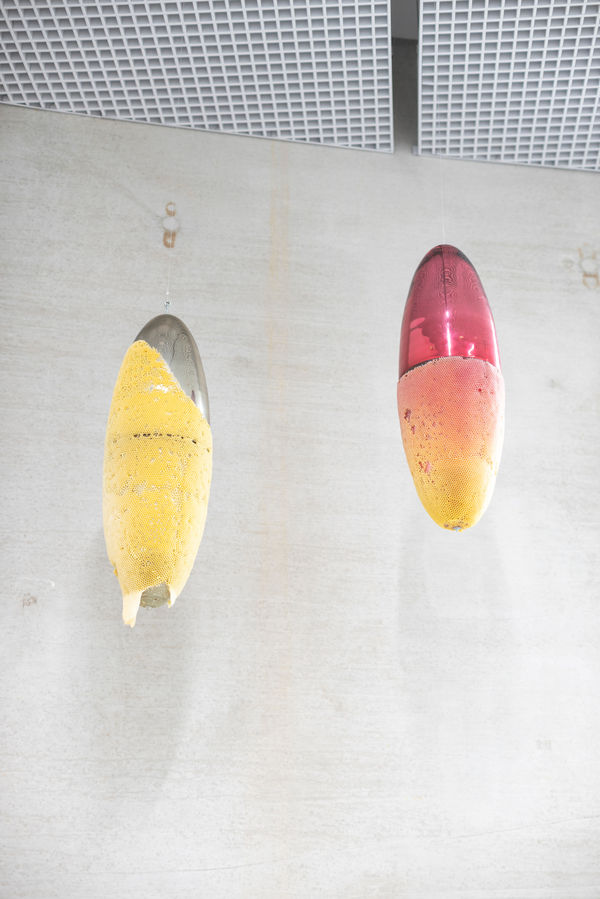 Tomáš Libertíny, Seed of Narcissus, 2024