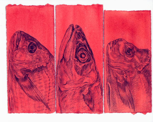 Kim Spooner Fish Faces II, 2025 Watercolour and charcoal on cotton paper 21 x 29.7cm (19.5 x 8.4cm each panel)