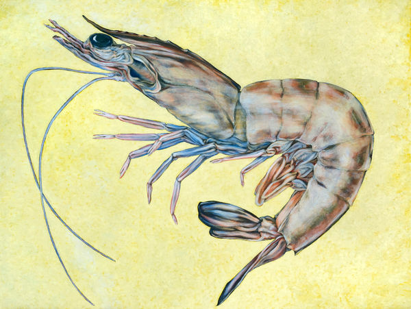 Kim Spooner The Raw Prawn, 2025 Encaustic on linen 91.5 x 121.50cm
