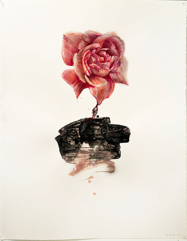Floria Tosca Rose, 2024 Water based paint and pencil on paper 76 x 58cm