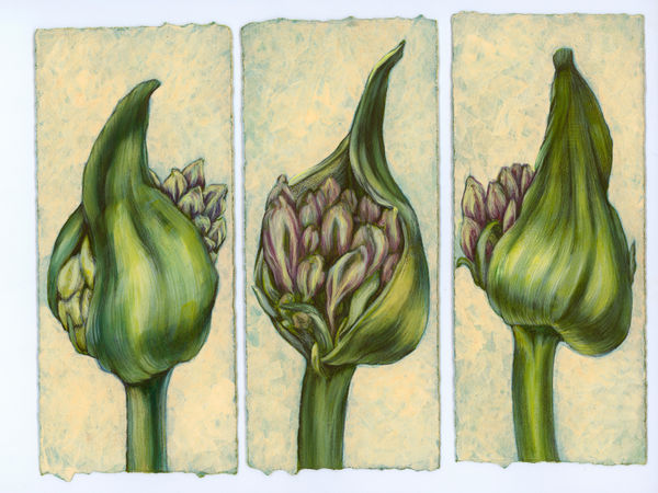 Kim Spooner Flower Power, 2025 Watercolour and gouache on cotton paper 21 x 29.7cm (19.5 x 8.4cm each panel)