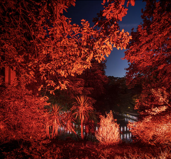 Fernando Guerra - Red Forest