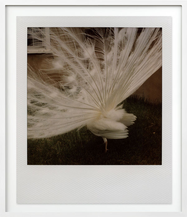 Patrick Sansone 100 Polaroids, #57, 2008 C-print 19 4/5 x 16 1/2 in. 21 x 18 in. Framed
