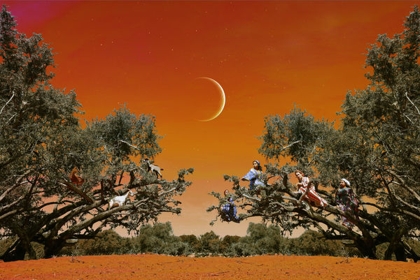 Sara Benabdallah, Sacred Tree (Large Format), 2024