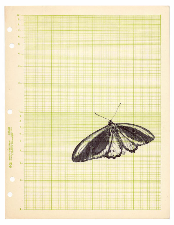 Neva Hosking Butterfly II, 2024 ink on paper 27.9 x 21.5 cm (sheet)