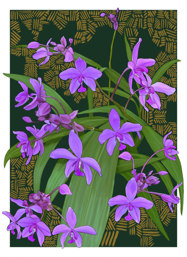 Dylan Mooney Spathoglottis Plicata – Large Purple Orchid, 2024 digital illustration hand-painted with Yuwi ochre Large: 118.9 x 84.1 cm | ed. of 5 + 2 AP Medium: 84.1 x 59.4 cm | ed. of 10 + 2 AP