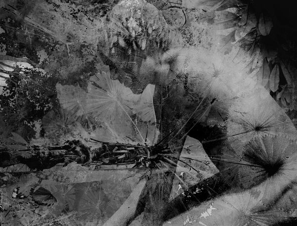 Danie Mellor, Perpetual (guwuy) , 2022