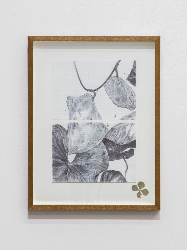 Neva Hosking, The Last Garden on Loftus Crescent VI, 2022