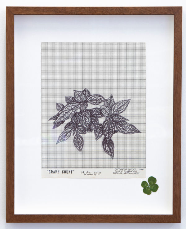 Neva Hosking Sonerila Maculata In The Moss At Peters, Speewah, 2024 ink on paper 28 x 21.5 cm (sheet)