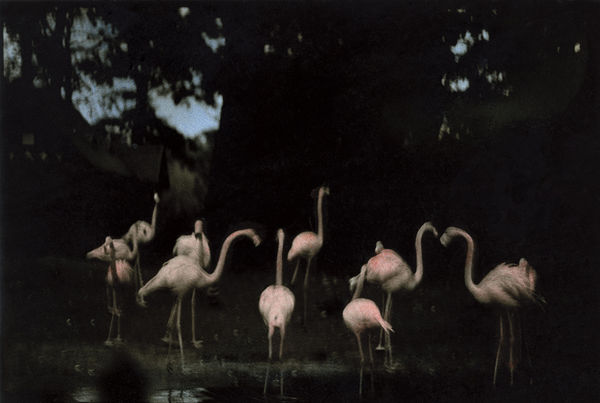 Ming Smith, Flamingo Fandango (West Berlin) (painted), 1988
