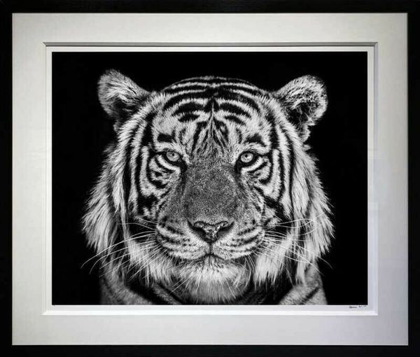 David Yarrow, Rajasthan, 2019