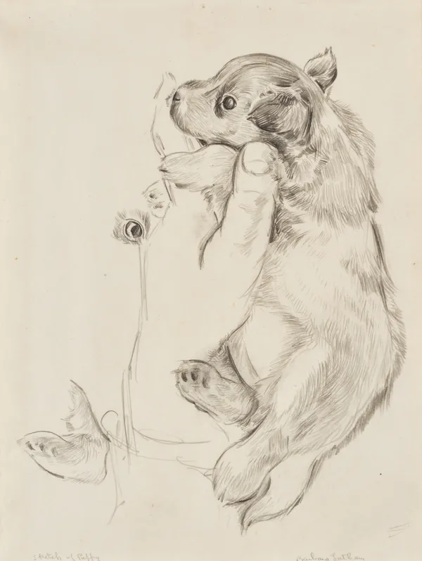 Barbara Latham Sketch of Puppy 10 1/2 x 8 1/4 inches