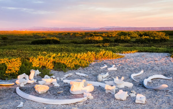 2017-2023 Creation. Discovery Baja California