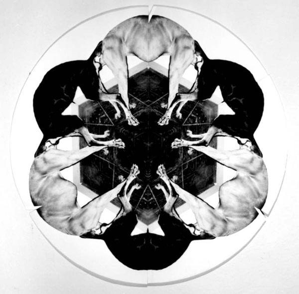 Paul Stoppi, Plato loves Trixie, 1999