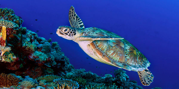 Paul Gruner, Flying Turtle