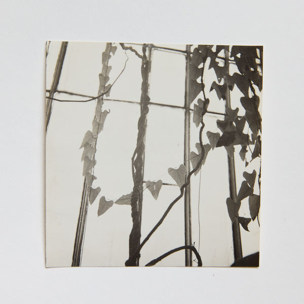 Dora Maar, Plant Study (Étude Vegetale), c. 1935