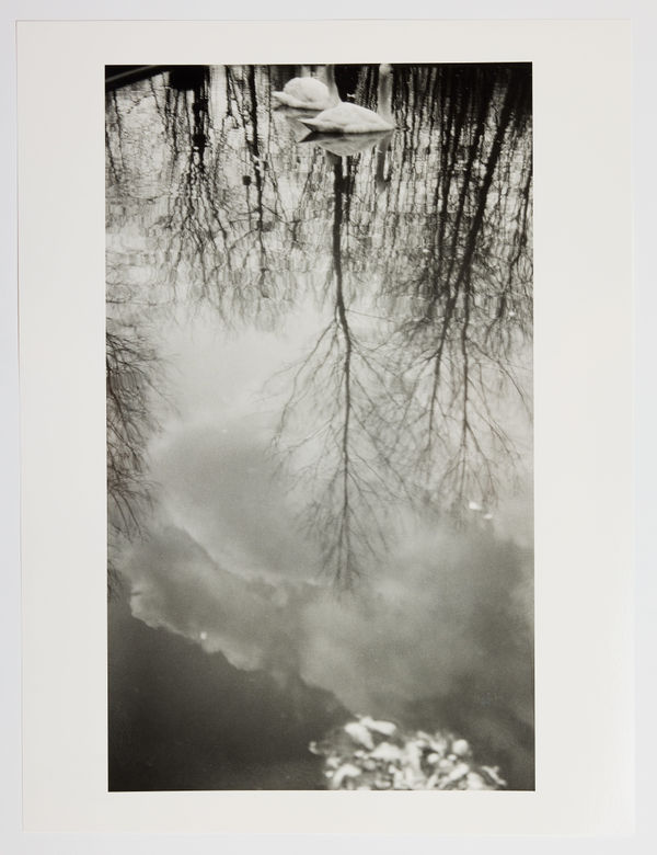 Dora Maar, Swans on a Basin (Cygnes sur un Bassin) c. 1925-1930, 2022