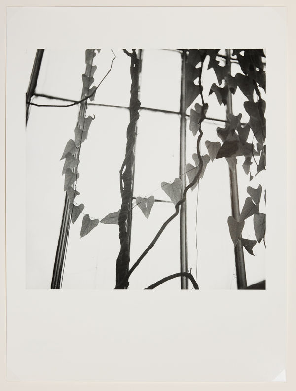 Dora Maar, Plant Study (Étude Vegetale) c. 1935, 2022